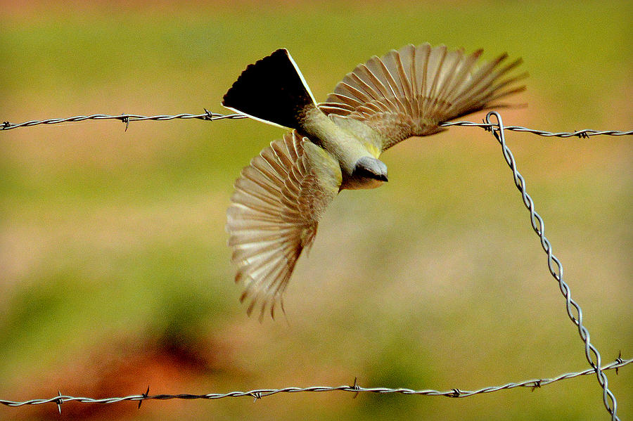 Territorial Flight.. Photograph by Al Swasey