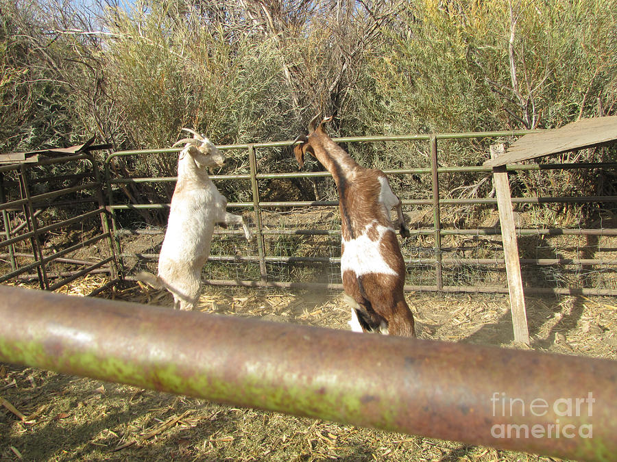 Goat Photograph - Territory by Serena Ballard