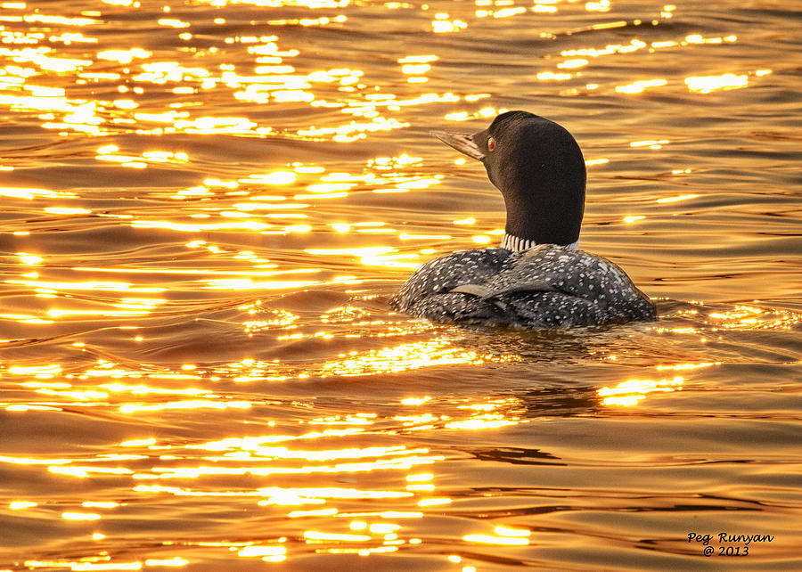 Terry's Loon at Sunset Photograph by Peg Runyan