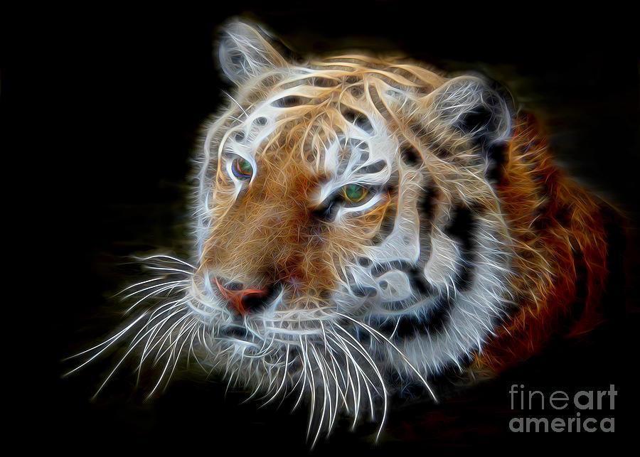 Siberian Tiger Photograph by Sterling Gold