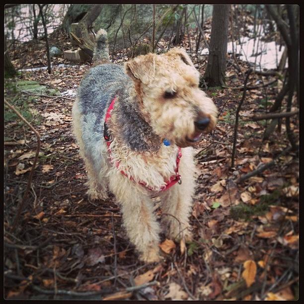 Newjersey Photograph - #tesstheairedaleterrier, #airedale by Teresa Delcorso