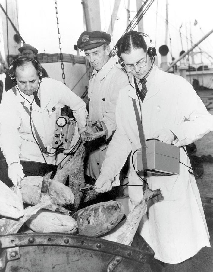 Testing For Radiation In Seafood Photograph by Science Photo Library Testing For Radiation In Seafood Photograph by Science Photo Library
