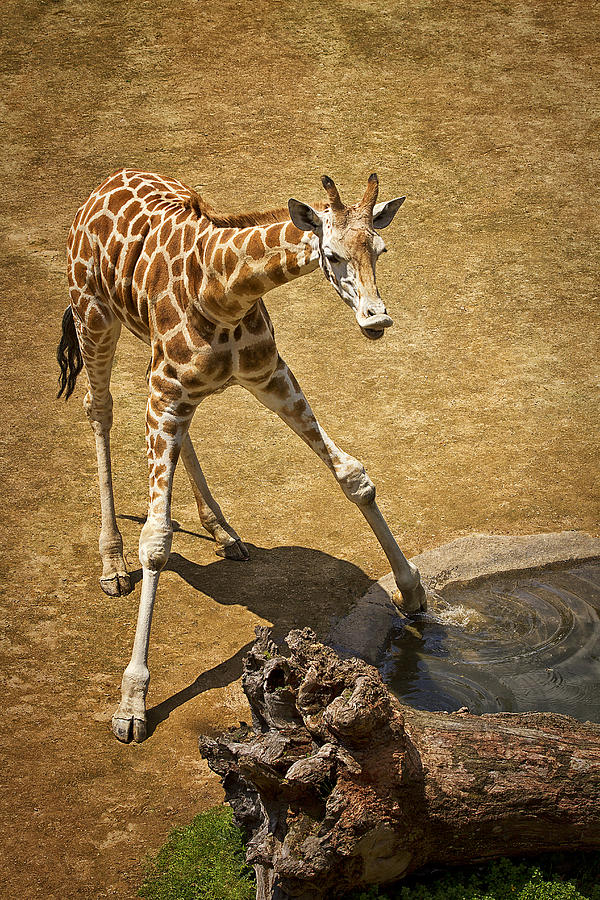 Giraffe Photograph - Testing the Water by Kim Andelkovic