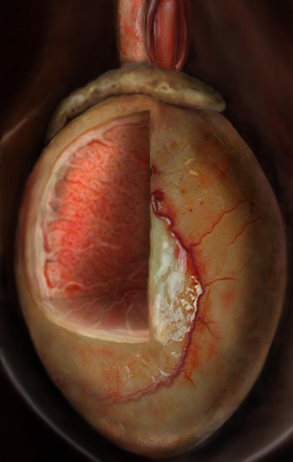 Testis Photograph by Anatomical Travelogue