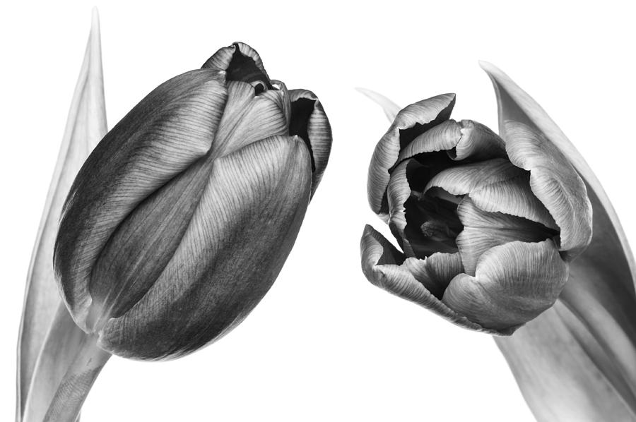 Tulip Photograph - Tete a tete by Dawn Black