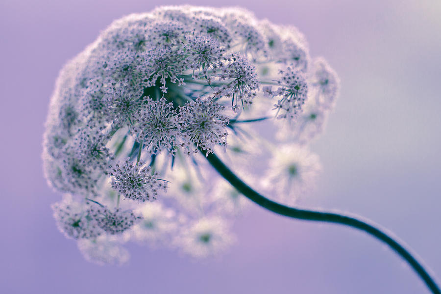Flower Photograph - Tethered by Annette Hugen