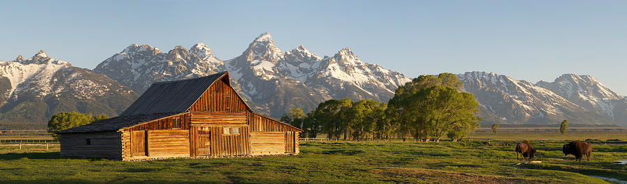 Teton Barn with Bison Photograph by Aaron Spong