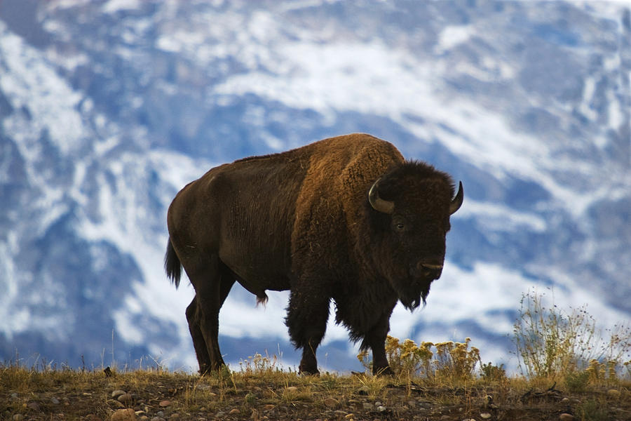 Grand Teton National Park Photograph - Teton Bison by Mark Kiver