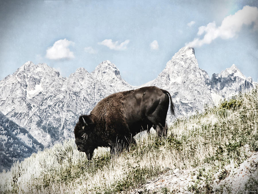 Bison Photograph - Teton Buffalo by Barbara D Richards