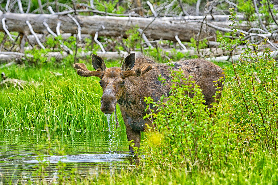Teton Bull Moose Photograph by Greg Norrell