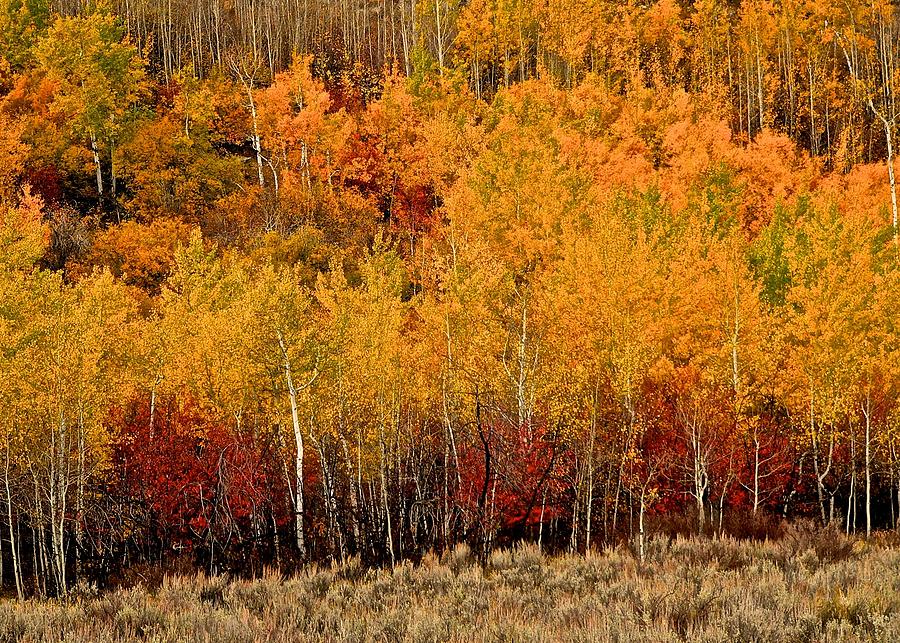 Teton Canyon Fall Colors Photograph by Eric Tressler