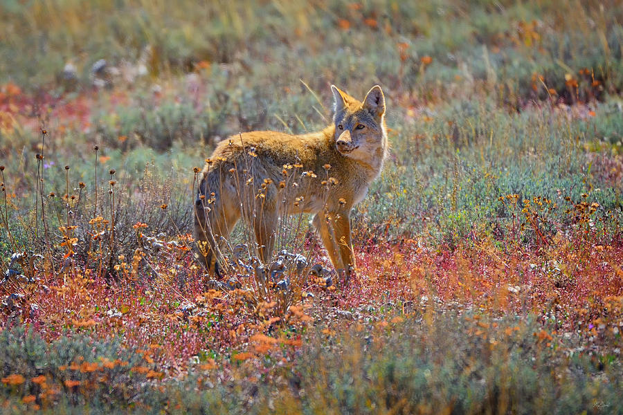 Grand Teton National Park Photograph - Teton Coyote by Greg Norrell
