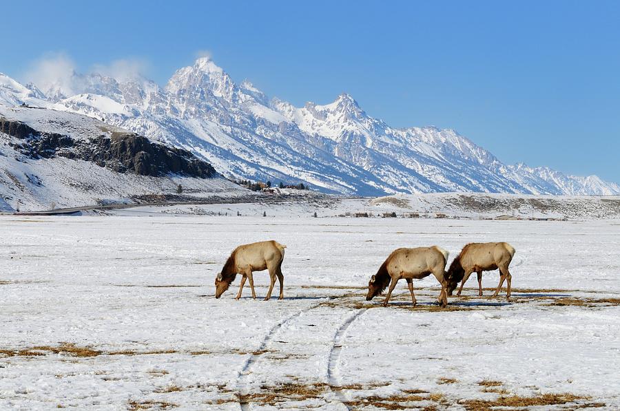 Teton Elk Photograph by Nick Blackman