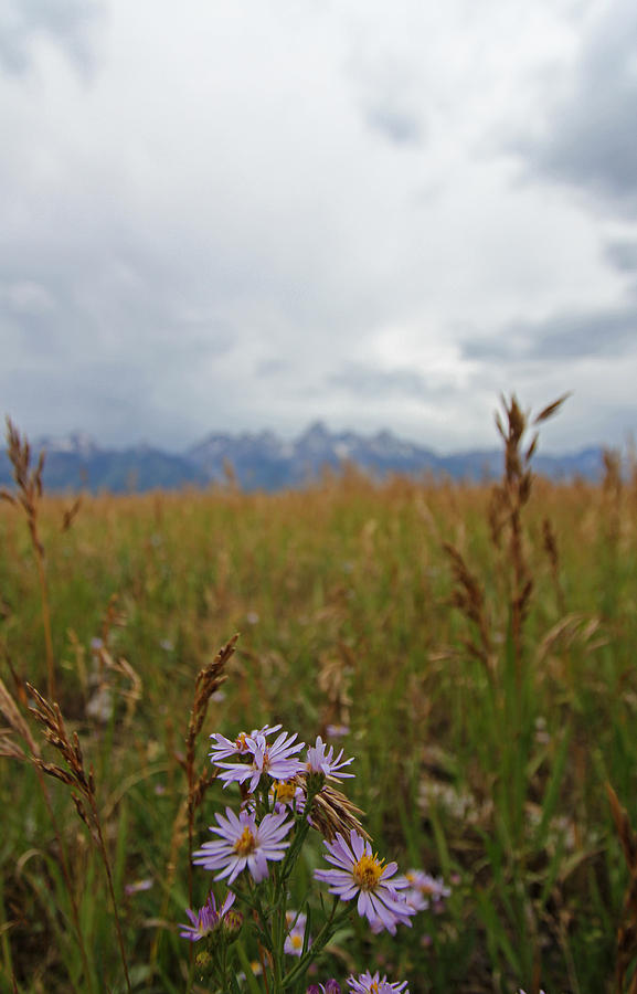 Teton Flower Photograph by Ty Helbach