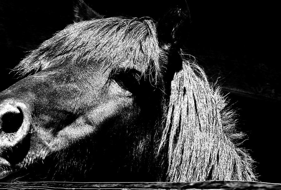 Teton Horse Photograph by Ron White