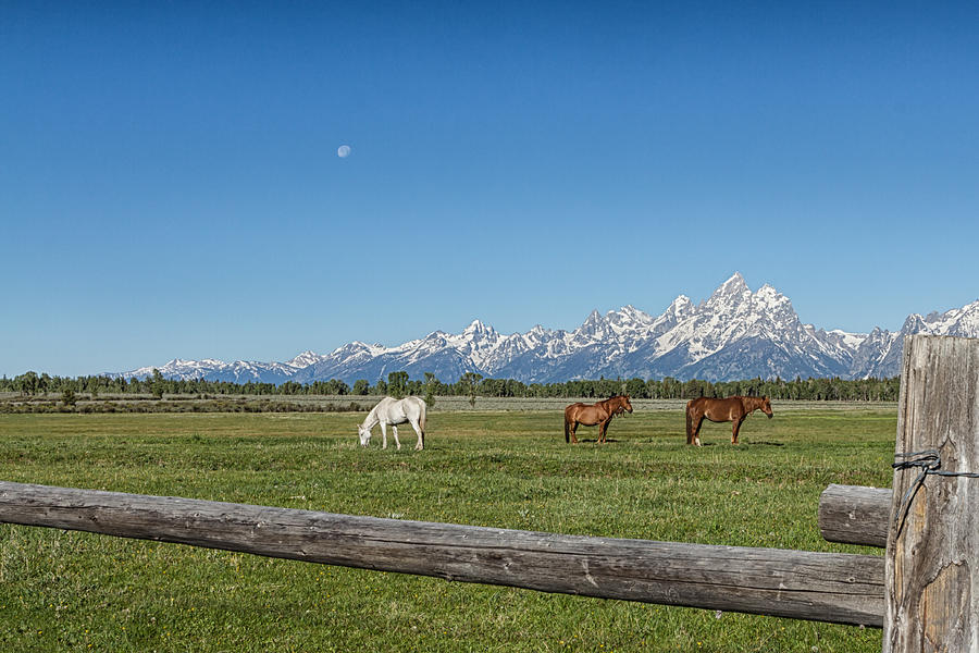 Teton Horses Photograph by Jared Perry 