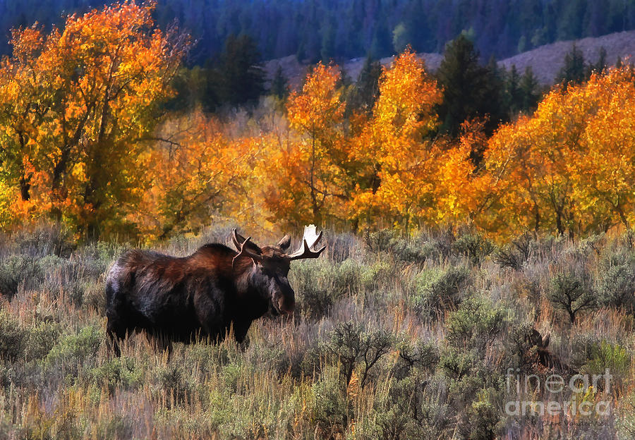 Teton Moose Photograph by Clare VanderVeen