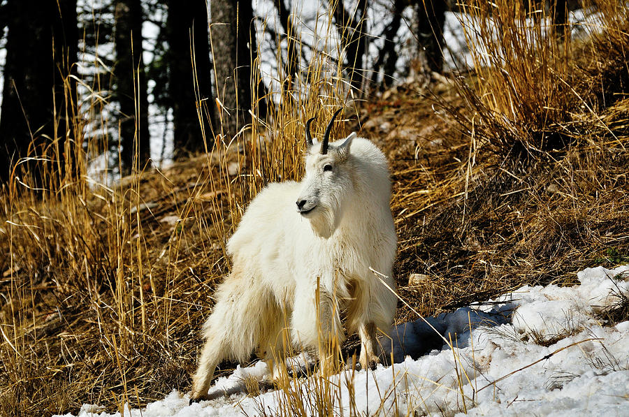 Teton Mountain Goat Photograph by Greg Norrell