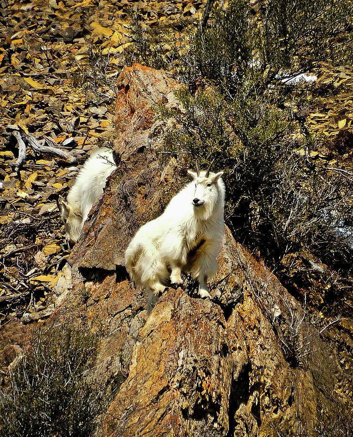 Teton Mountain Goats Photograph by Greg Norrell