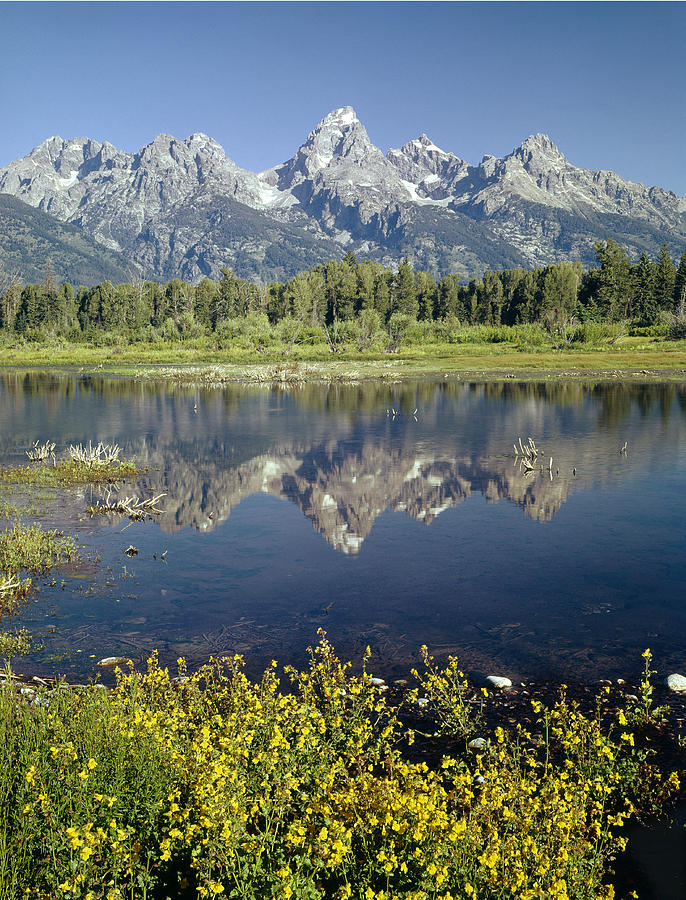 4M9310-Teton Range Reflection, Blacktail Pond, WY Photograph by Ed  Cooper Photography