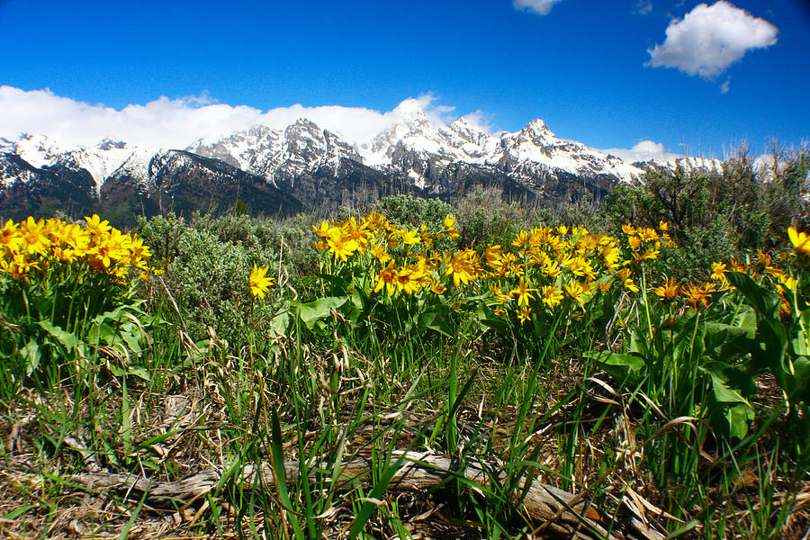 Teton Wildflowers 2 Photograph by Jon Emery