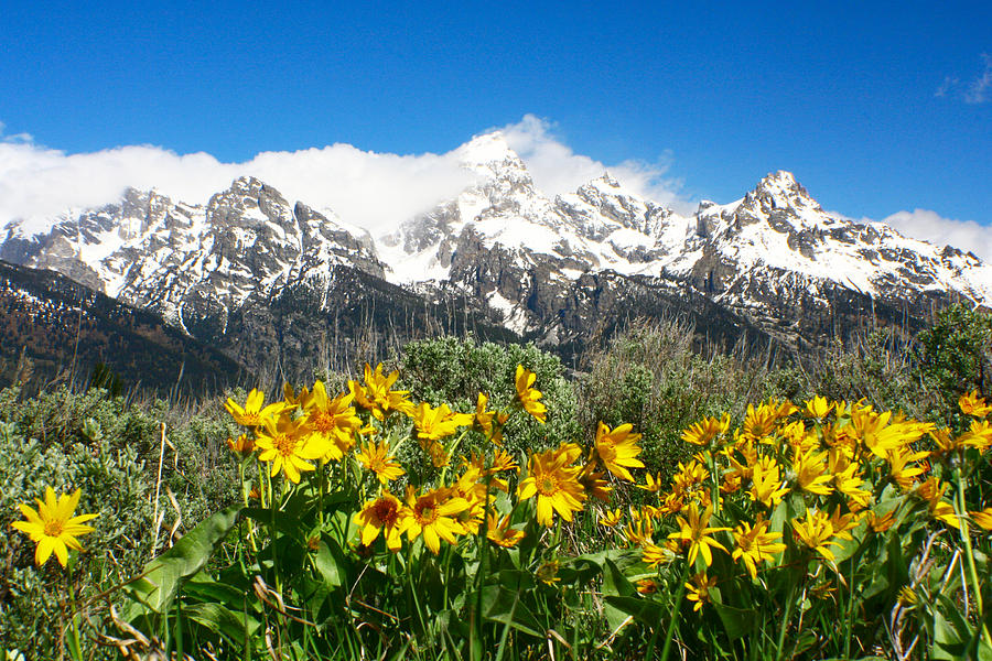 Teton Wildflowers 3 Photograph by Jon Emery