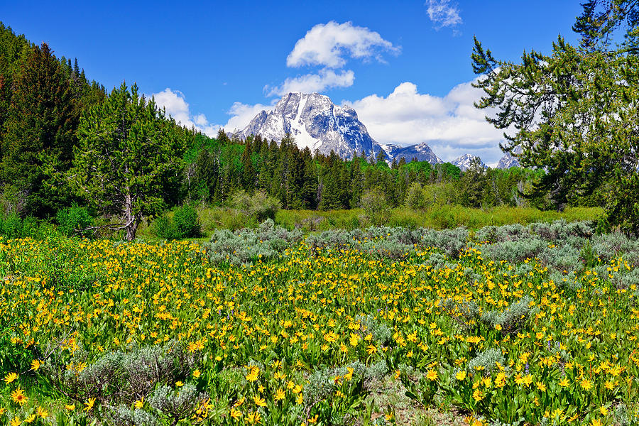 Teton Wildflowers Photograph by Greg Norrell