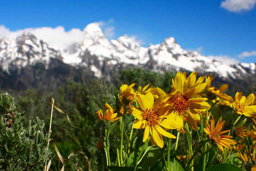 Teton Wildflowers Photograph by Jon Emery