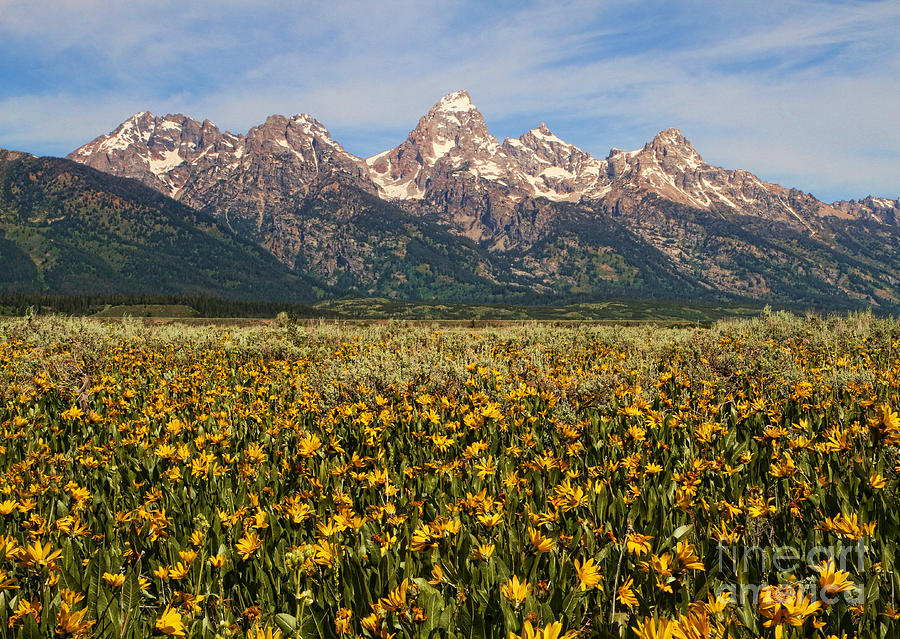 Mountain Photograph - Tetons and Yellow by Edward R Wisell
