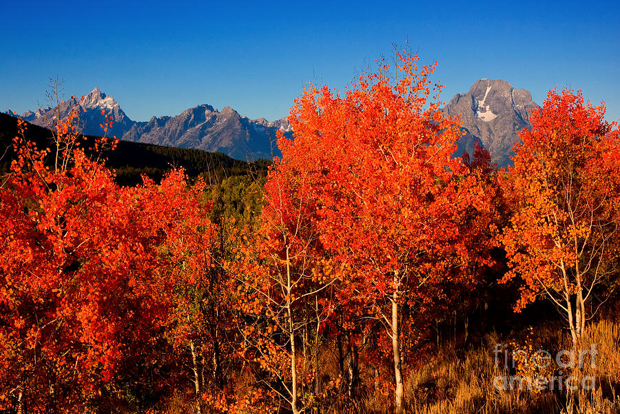 Tetons Colors of Autumn Photograph by Aaron Whittemore