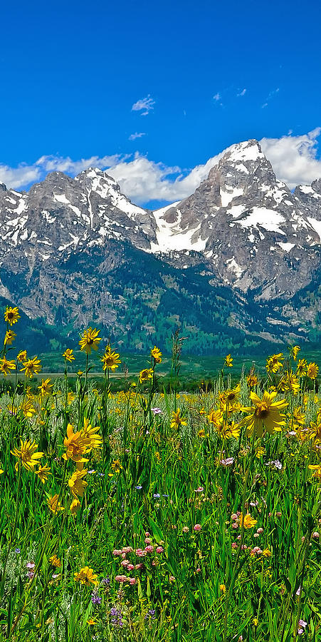 Tetons Peaks and Flowers Center Panel Photograph by Greg Norrell