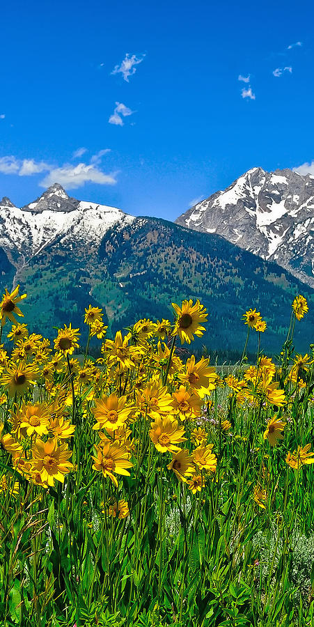 Tetons Peaks and Flowers Left Panel Photograph by Greg Norrell