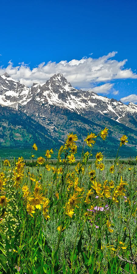 Tetons Peaks and Flowers Right Panel Photograph by Greg Norrell