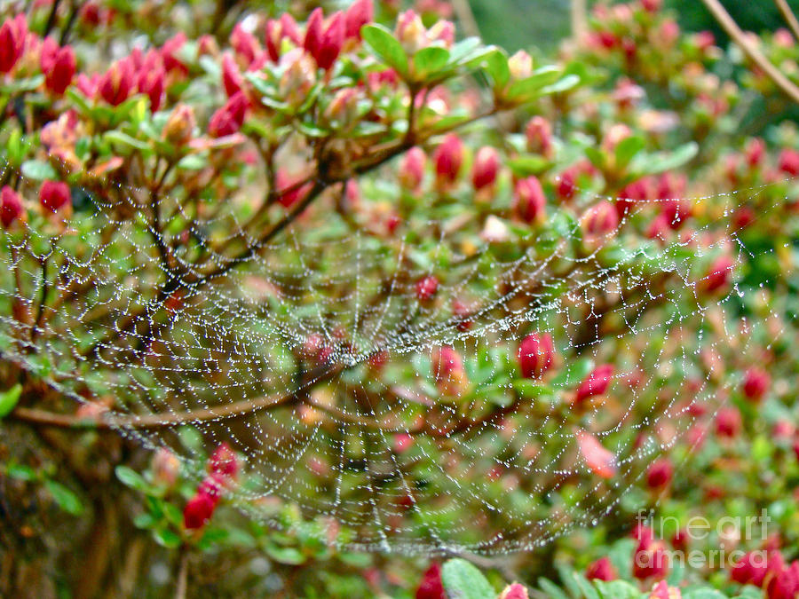 Tetragnathidae Web in Azalea - Cape Cod MA Photograph by Carol Senske