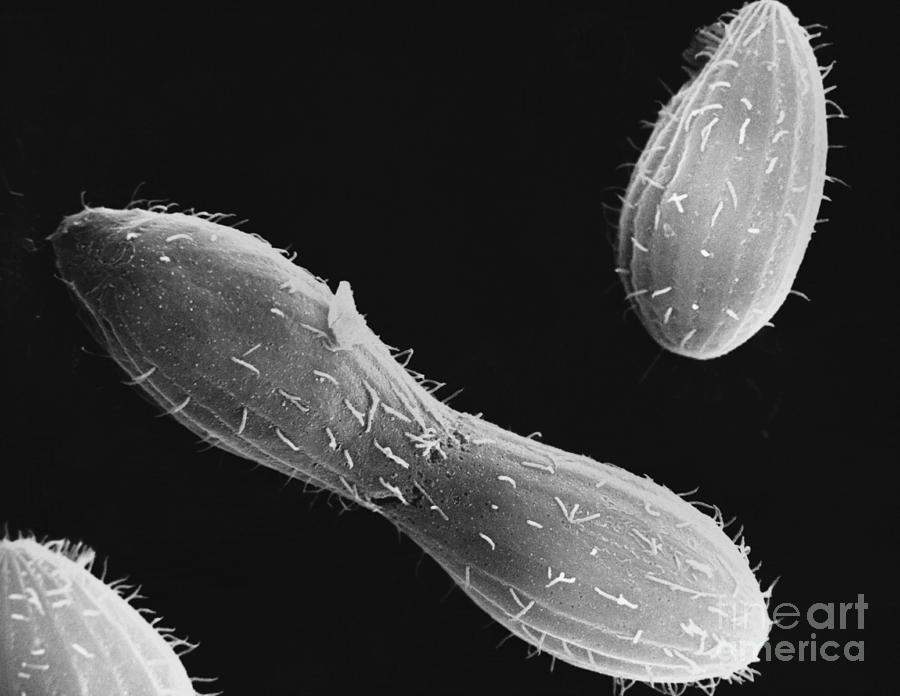 Tetrahymena, Sem Photograph by David M. Phillips