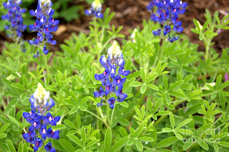 Texan Flowers Photograph by Elizabeth-Anne King - Fine Art America