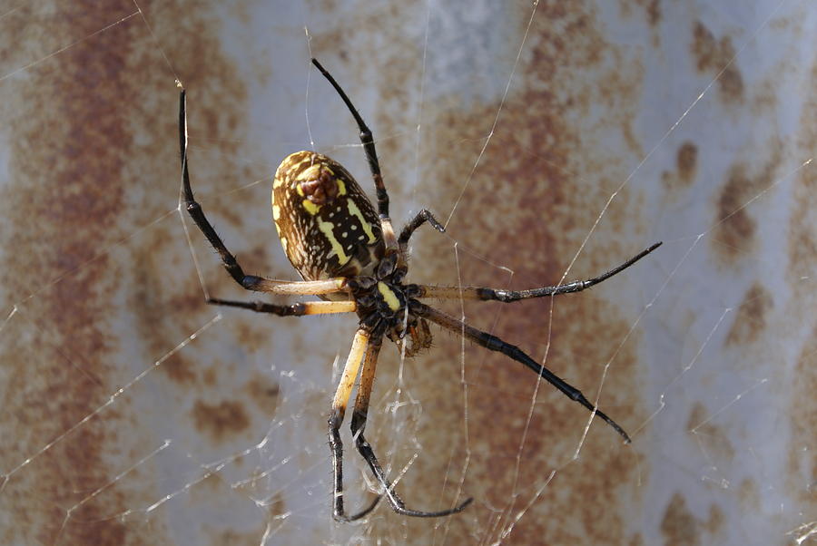 Texas Barn Spider in Web 1 Photograph by Big E tv Photography - Fine ...