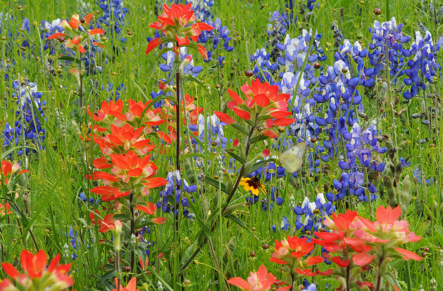 Texas Best Wildflowers Photograph by Lynn Bauer