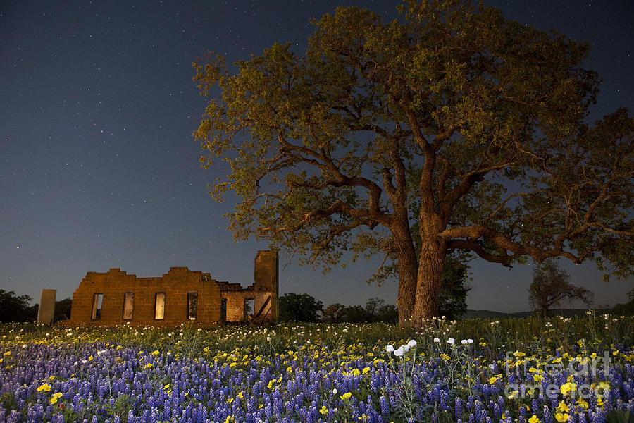 Texas Blue Bonnets at Night Photograph by Keith Kapple