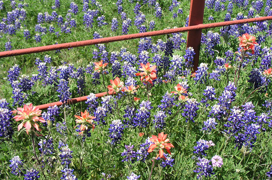 Texas Blue Bonnets Photograph by Dean Ginther