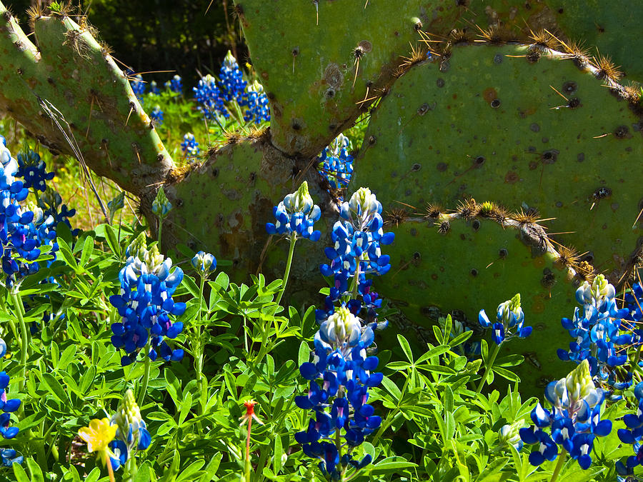 Texas Blue Bonnets Photograph by Mark Weaver - Fine Art America