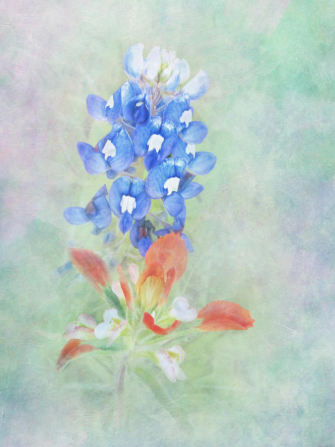 Texas Bluebonnet and Indian Paintbrush Photograph by David and Carol Kelly