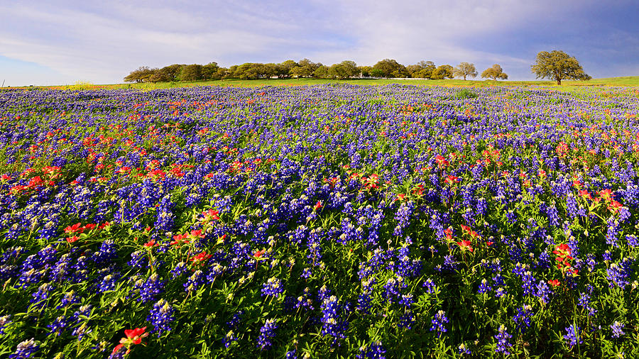 Texas Bluebonnet and Paintbrush Panorama Photograph by Lynn Bauer