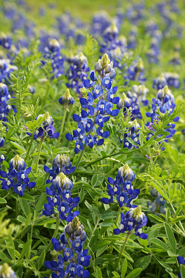 Flower Photograph - Texas Bluebonnet Blues by Lynn Bauer