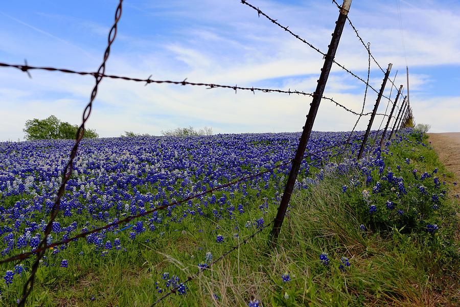 Texas Bluebonnet field Digital Art by Carrie OBrien Sibley