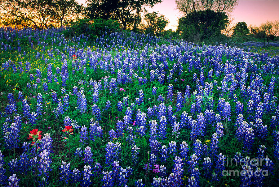 Texas Bluebonnet Field Photograph by Inge Johnsson