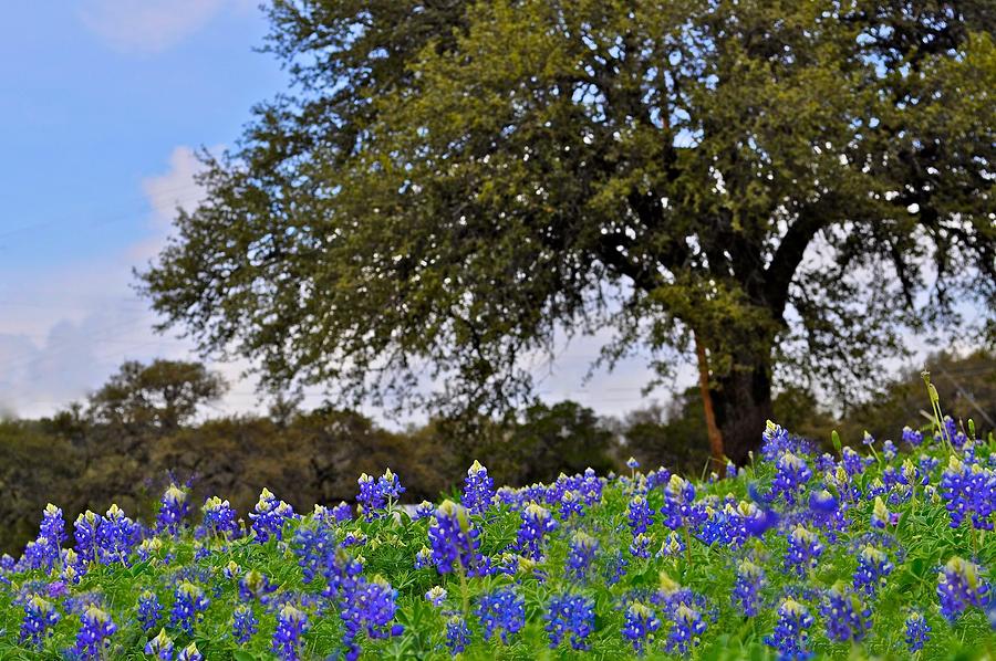 Texas Bluebonnet Field Photograph by Kristina Deane