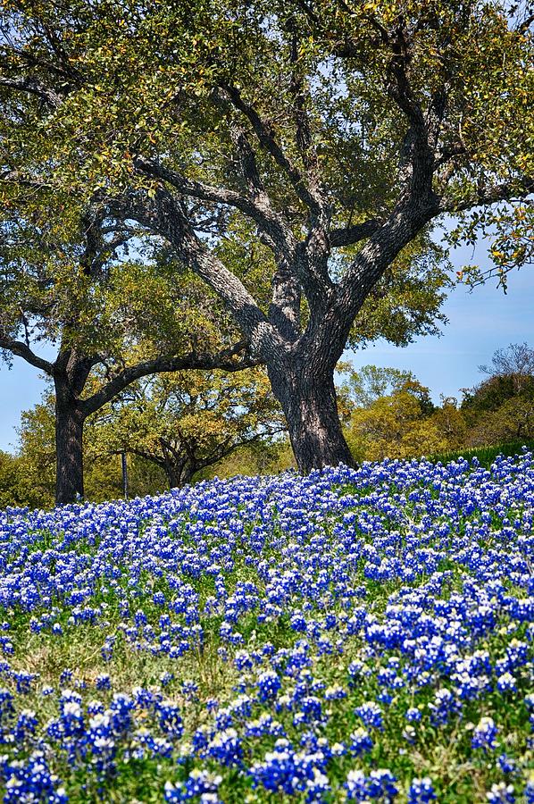 Texas Bluebonnet Hill in Austin Photograph by Kristina Deane