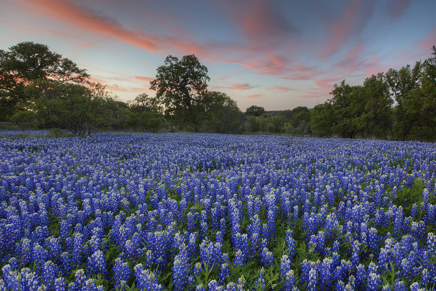 Texas Bluebonnet Images - Evening In The Texas Hill Country 1 