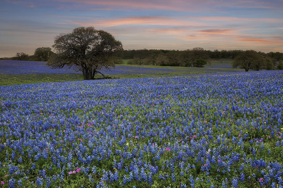 Bluebonnets Photograph - Texas Bluebonnet Images - Bluebonnet Evening in the Country by Rob Greebon
